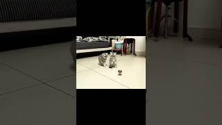 #catlover #cat #videolucu #kucing #funny