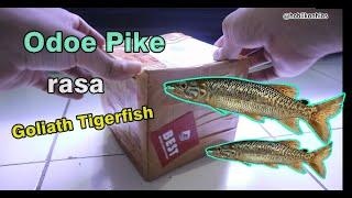 Unboxing Ikan Predator Odoe Pike - Beli pas Lagi Murah Harganya