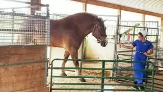 AMISH WOMAN TAKING BELGIAN HORSE OUT TO PASTURE