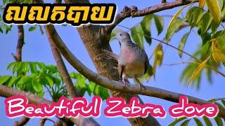 Beautiful Zebra Dove Bird Zebra Dove Bird call Cambodia zebra dove