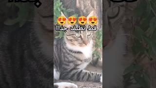  cat قط نظيف جدااااا #SHORTS