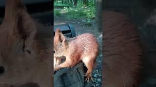 Каждой белке по ореху  Each squirrel has a nut