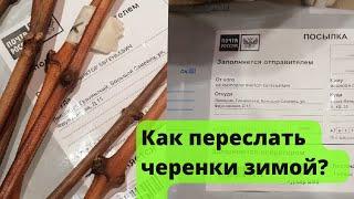 Пересылка черенков саженцев винограда почтой. Упаковка посылки зимой.