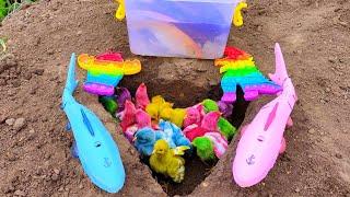 Find Cute Rainbow Chicks Colorful Chickens Sharks Goldfish Lobsters Crabs Part577