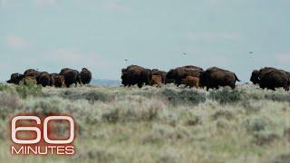 American Prairie Restoring bison to northern Montana with a patchwork nature reserve  60 Minutes