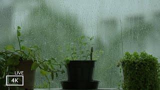 Relaxing Rain Falling on Glass Window with Plants  ASMR Rain and Thunder Sounds for Quick Sleep