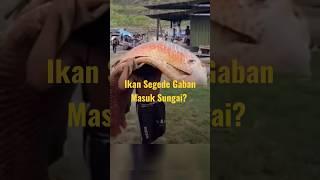 DI larang Pelihara Ikan Arapaima?