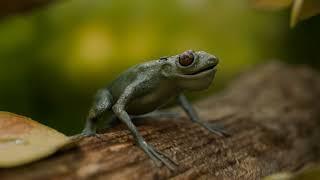 frog speaking chinese but its extremely realistic