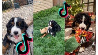  Funny and Cute Bernese Mountain Dog and Puppies Videos 