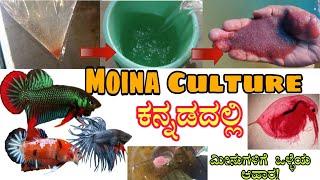 How to culture moina easy way Live food culture for fishಮೀನುಗಳಿಗೆ ಲೈವ್ ಫುಡ್ ತಯಾರಿಸುವುದು ಹೇಗೆ