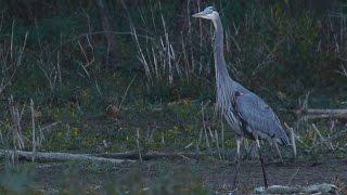 Naughty dog chases birds at Griffy Lake Nature Preserve