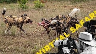 Wild Dog Showdown When Two Packs Collide- Virtual Safari # 211