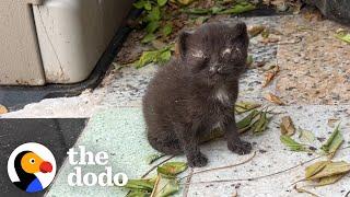 Video Game Streamer Rescues Kittens from Backyard  The Dodo Cat Crazy