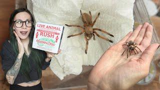 Attention HATERS Aphonopelma are NOT BORING  UNBOXING my NEW FAVORITE TARANTULAS from Tom P.