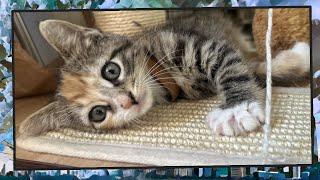 Foster Kitten Livestream S9 E21 - June 12 2024