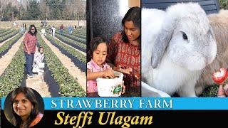 Welcome back to Steffi Ulagam  Strawberry Picking from Farm and Jam Making in Tamil