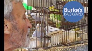 How to Talk to Budgies