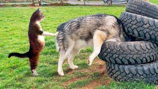 New Funniest Cats And Dogs Videos  Best Of The 2024 Funny Animal Videos  - Cutest Animals Ever
