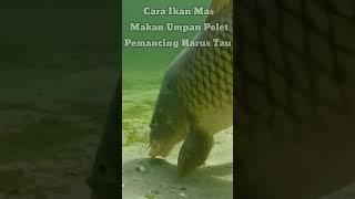 Cara Ikan MAS Makan di Dalam AirUmpan Pelet #fishing #mancing #shorts