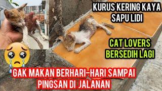 ASTAGFIRULLAH ANAK KUCING SAMPAI PINGSAN KARENA KELAPARAN DAN KEHAUSAN DI JALANAN ‼️