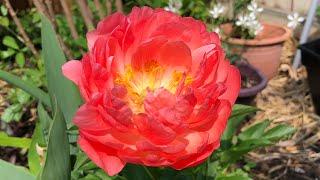 Coral Sunset peony.Flower was open 7 days.It’s changing its color the longer it blooms.Small garden