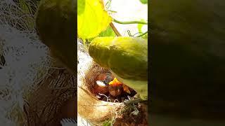 Insect & Worm Feeding 4 EP 119