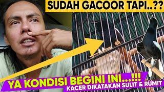 SEKARANG BURUNG INI SUDAH GACOR ‼️ TAPI INI CUMA COCOK SEKELAS GACORAN AJA