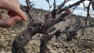 Poda recuperación viñedo abandonado