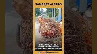 SALUT SAMA BOCAH INI Masih Umur 12 Tahun Sudah Kerja Keras Melangsir Buah Sawit