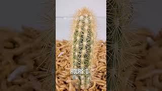 10 000 Mealworms vs. CACTUS