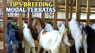 Rekomendasi Ternak Kambing Dengan Budget Terbatas