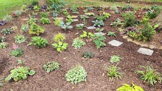 GA zone 8a shade garden update. Check out my completed shade bed with great plants and great color.