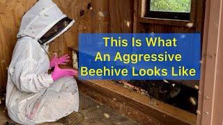 Removing Killer Bees From A Toy Chest