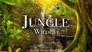 Jungle Wildlife In 4K - Animals That Call The Jungle Home  Rainforest  Scenic Relaxation Film