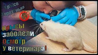 Крысы заболели  Полный плановый осмотр стримеров у ветеринара.  Fancy Rats 