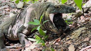 Process Of Komodo Forcibly Regurgitating Prey That Has Been Swallowed