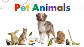 Pet Animals  Learning Video For Kids  AuSum Sisters