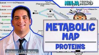 Metabolism  The Metabolic Map Proteins