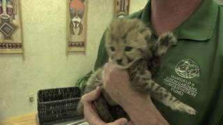 Baby cheetah cub to become part of Busch Gardens Cheetah Run attraction