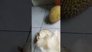 DURIAN LOKAL WONOSOBO 100RB DAPAT 3 #durian