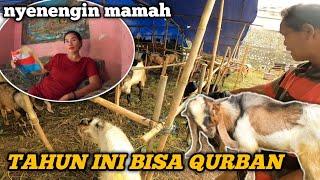 CARI HEWAN QURBAN DAN BIKIN SENENG MAMAH