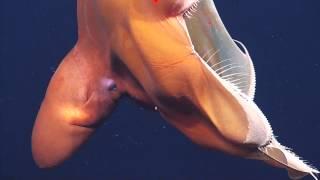 Unusually Large Dumbo Octopus Sighting  Nautilus Live