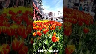 Does Turkey export tulip flowers to the world?