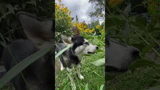 Dotty Grazing on Grass #barfdiet #alaskanmalamutes #malamutelovers