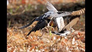 Sparrowhawk hunting Lapwing  NOT for the faint hearted