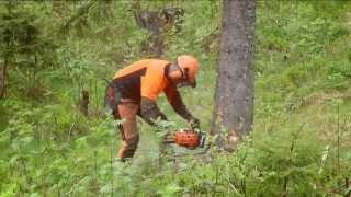 Kurs Ochrony Drewna