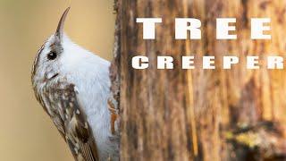 Common Treecreeper. Birds during breeding season.