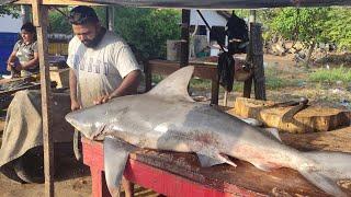 Amazing 130kg Bull shark cutting in Attractive Best Village Biggest Street Fish Market in Sri Lanka