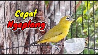 Sekali Putar Pleci Bahan Pasti Nyaut Cepat Ngeplong