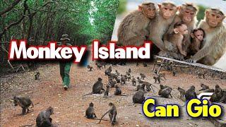 Monkey Island Can Gio Long An Vietnam Mysterious Monkey Island Secrets Uncovered